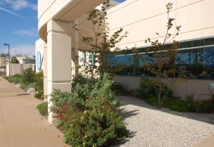 Garden in November 2010