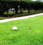 A mushroom in the grass