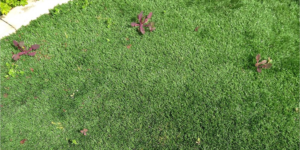 Why Artificial Turf is NOT the answer